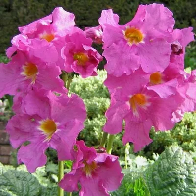 Produktbild von 6 x Tuingloxinia - Incarvillea delavayi  | Topf 9cm x 9cm