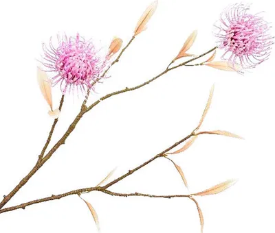 Produktbild von Silk-ka Künstliche Blume – Seidenblume Protea Pink 70 cm
