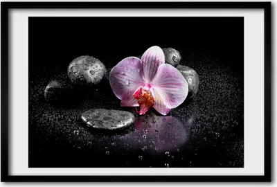Produktbild von Bild 60x40 MDF-Rahmen, Wandkunst Orchidee