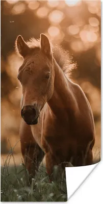Produktbild von MuchoWow® Poster Pferd - Licht - Landschaft 20x40 cm - Plakat - Foto
