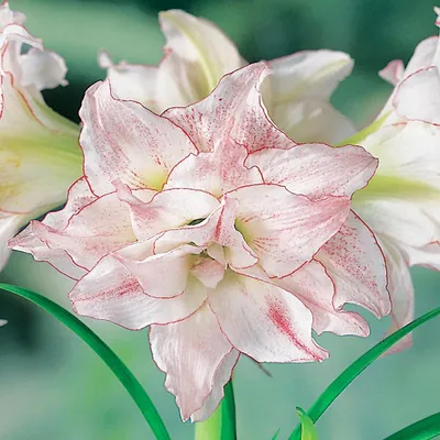 Zdjęcie produktu dla Hippeastrum Zwartnica Amarylis Aphrodite 1 szt Cebule Cebula Amarylisy