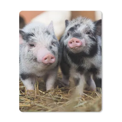 Produktbild von MuchoWow® Mauspad Mousepad Schwein - Tiere - Ferkel 30x40 cm - Mousepads - Maus Mat - Pad - Mausunterlage - Mausmatten