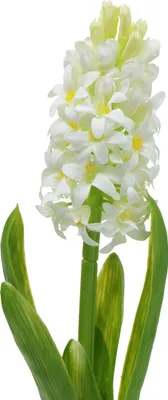 Produktbild von Hyazinthe Real-Touch Weiß 40cm Kunstblume Osterdeko
