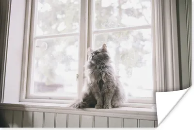 Produktbild von MuchoWow® Poster Maine Coon Cat sitzt auf der Fensterbank 60x40 cm - Schlafzimmerdekoration