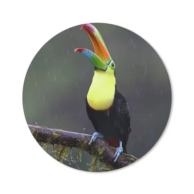 Produktbild von MuchoWow® Mauspad Mousepad Tukan im Regen 40x40 cm - Mousepads - Maus Mat - Pad - Mausunterlage - Schreibtisch Accessoires