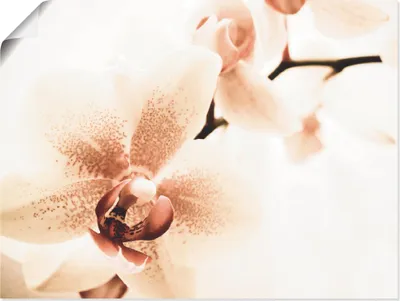 Produktbild von ARTland Poster Orchidee abstrakte Collage I Größe: 40x30 cm