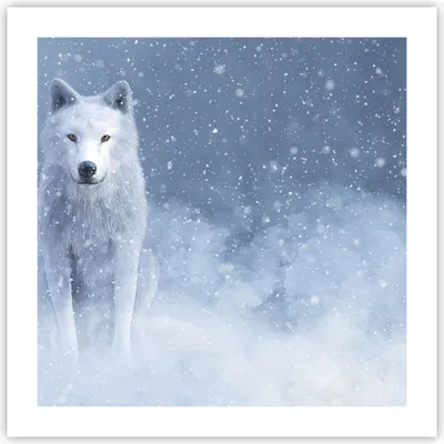 Produktbild von Poster - Poster ohne Rahmen - Weiß Wolf Schnee - 50x50 cm - Wand Bild - Wanddeko - Wandbilder - Kunstposter - Wandposter - Bilder - Kunstdruck - Wanddekoration - Wandbild - P2XAC50x50-5006