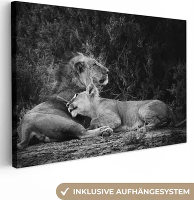 Produktbild von MuchoWow® - Leinwandbilder - Löwen - Schwarz - Wilde Tiere, Wandbild, Wanddeko Bilder Wohnzimmer, 30x20 cm