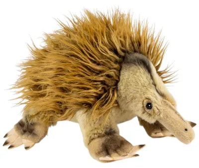 Immagine prodotto di Carl Dick, echidna, peluche di circa 24 cm, 3799