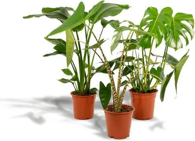 Image de Lot de plantes d'intérieur : Monstera Deliciosa Ø 21 cm, hauteur 75 cm + Alocasia Zebrina Ø 19 cm, hauteur 75 cm +