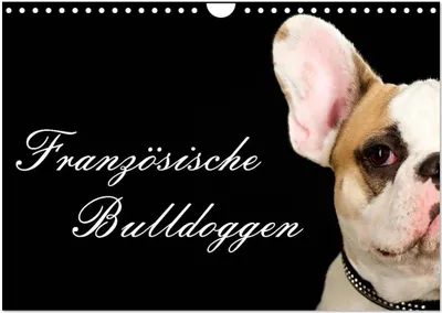 Produktbild von Französische Bulldoggen (Wandkalender 2026 DIN A4 quer), CALVENDO Monatskalender