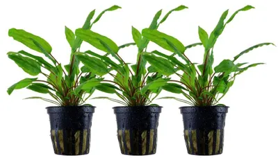 Produktbild von Aquarium Pflanze 3 Stk Cryptocoryne wendtii Green Wasserpflanze AqauOne 309 Set