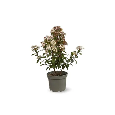 Obrázek produktu pro Laurier voskový (Viburnum tinus) - výška 50-60 cm, průměr 20 cm - rostlina určená pro venkovní pěstování