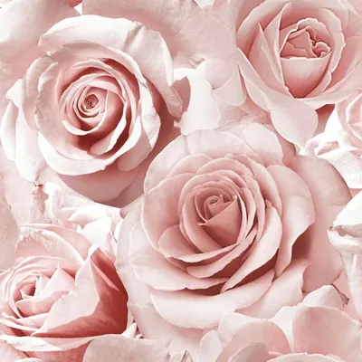 Produktbild von Madison Glitter Blumen-Tapete mit Rosenblüten Muriva Raspberry