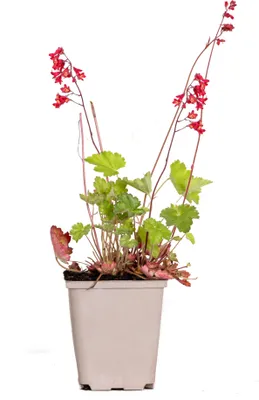 Produktbild von Bloomique - Heuchera Sanguinea Splendens - Purpurglöckchen - Gartenpflanzen - Winterhart - Tierfreundlich - Höhe 10-20 cm - Topf 9x9 cm