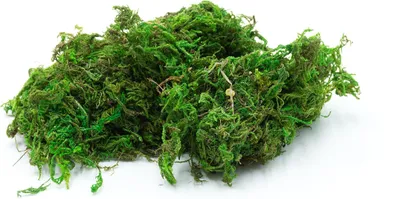 Produktbild von Getrocknetes Moos für Terrarien, naturgefärbt, 50g