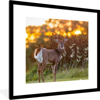 Produktbild von MuchoWow® Gerahmtes Poster Hirsche - Pflanzen - Sonnenuntergang - Wildtiere - Natur 40x40 cm - Poster mit Schwarzem Bilderrahmen Wandposter Rahmen Foto Bilder - Poster - Plakat im Rahmen