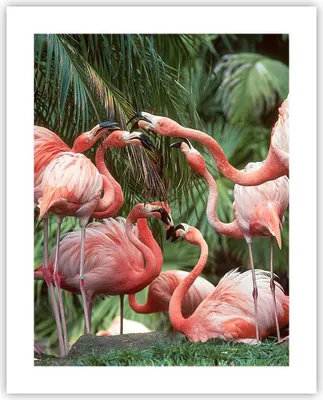 Produktbild von Poster - Poster ohne Rahmen - Palmen Herde Flamingos - 40x50 cm - Wand Bild - Wanddeko - Wandbilder - Kunstposter - Wandposter - Bilder - Kunstdruck - Wanddekoration - Wandbild - P2XPA40x50-4804
