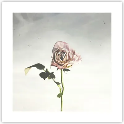 Produktbild von Poster - Poster ohne Rahmen - Rose Vögel Himmel - 40x40 cm - Wand Bild - Wanddeko - Wandbilder - Kunstposter - Wandposter - Bilder - Kunstdruck - Wanddekoration - Wandbild - P2XAC40x40-4509