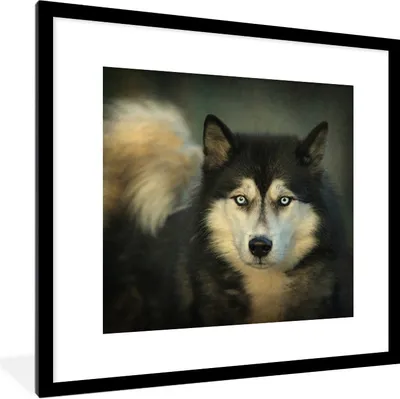 Produktbild von MuchoWow® Gerahmtes Poster Husky schaut in die Kamera 40x40 cm - Poster mit Schwarzem Bilderrahmen Wandposter Rahmen Foto Bilder - Poster - Plakat im Rahmen