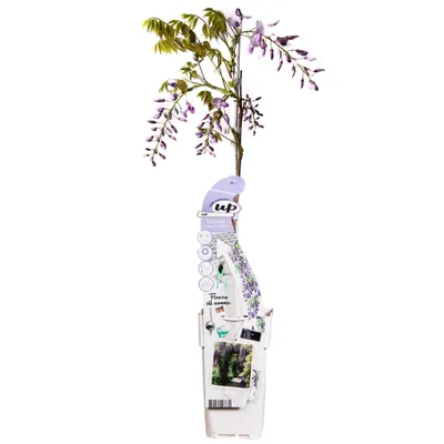 Produktbild von Wisteria Sinensis 'Caroline' - ↨65Cm - Ø15