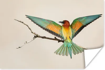 Produktbild von MuchoWow® Poster Vogel - Zweig - Grün 120x80 cm - Bilder