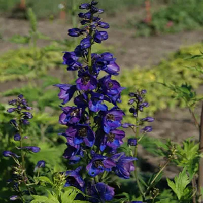 A close-up view of a tall purple and blue delphinium flower stalk with green foliage in the foreground and a blurred garden background.