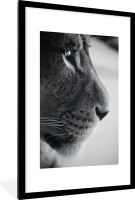 Produktbild von MuchoWow® MuchoWow® Gerahmtes Poster Tierprofil Löwe in schwarz und weiß 60x90 cm - Poster mit zchwarzem Bilderrahmen - Dekoration - Wandposter Wohnzimmer - Hochwertig