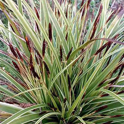 Produktbild von 6 x Japansegge Variegata - Carex morrowii 'Variegata'  | Topf 9cm x 9cm