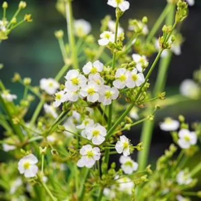 Productafbeelding van Moerings Alisma Parviflora | Waterweegbree | In 18CM Mand Kant en Klaar