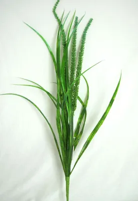 Produktbild von 1 Grasbusch mit Lieschgras grün, ca. 80 cm