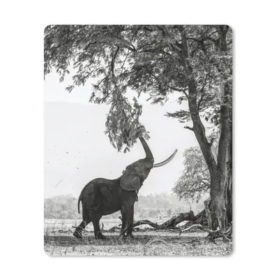 Produktbild von MuchoWow® Mauspad Mousepad Elefant - Baum - Tiere - Schwarz und weiß 30x40 cm - Mousepads - Maus Mat - Pad - Mausunterlage - Mausmatten