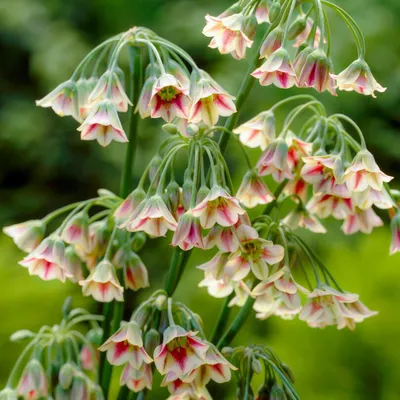 Produktbild von Allium Zwiebeln Winterhart Mehrjährig - Nectaroscordym Siculum - 5 Blumenzwiebeln - Allium Giganteum Zwiebeln - Pflanzen aus Holland für Garten, Topf (große Knollen, kein Samen, nicht künstlich)
