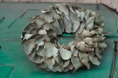 Produktbild von Türkranz Wandkranz Kranz Palmenblättern 25 cm in Salbeigrün