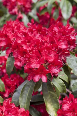 Produktbild von Rhododendron Hybr. 'Red Jack', rot, 60–70 cm