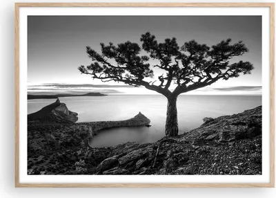 Produktbild von Gerahmtes Poster - Rahmen in heller Eiche - Baum Schwarzweiß Ansicht - 100x70 cm - Wand Bild - Wanddeko - Wandbilder - Wandposter - Bilderrahmen - Bilder - Kunstdruck - Wandbild - P2NAA100x70-4297