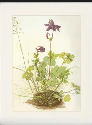 Zdjęcie produktu dla Albrecht Dürer Oprawiony obraz z eleganckim passe-partout | Obrazy ścienne | W ramie obrazu - Columbine, 1520 (80 x 60 cm)