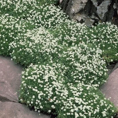 Produktbild von 6 Pflanzen Sternmoos, Sagina subulata, immergrüner Bodendecker, 9 cm Topf