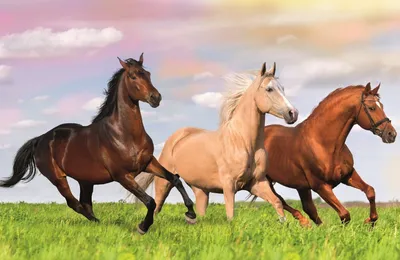 Immagine prodotto di Puzzle TREFL Mondo dei cavalli: al galoppo nel prato 54 pezzi