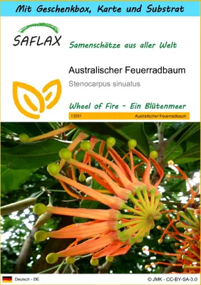 Produktbild von SAFLAX - Geschenk Set - Australischer Feuerradbaum - 20 Samen - Mit Geschenk- / Versandbox, Versandaufkleber, Geschenkkarte und Anzuchtsubstrat - Stenocarpus sinuatus