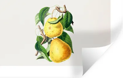 Produktbild von MuchoWow® Wandtattoo Wandsticker Wandaufkleber Birnen - Obst - Gesund 90x60 cm Selbstklebend und Repositionierbar - Aufkleber