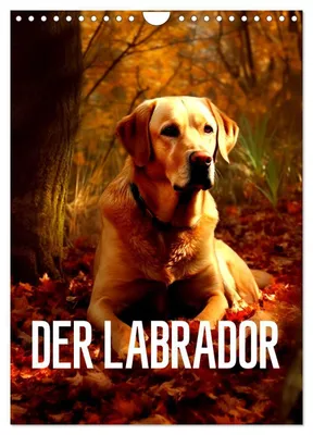 Produktbild von Der Labrador (Wandkalender 2027 DIN A4 hoch), CALVENDO Monatskalender