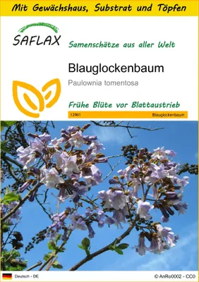 Produktbild von SAFLAX Anzucht Set - Blauglockenbaum - Paulownia tomentosa - 200 Samen - Mit Mini-Gewächshaus, Anzuchtsubstrat und 2 Töpfen