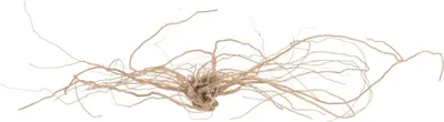 Produktbild von Mantai Wurzel in Natur, Länge ca. 20-25 cm, Höhe 6-10 cm