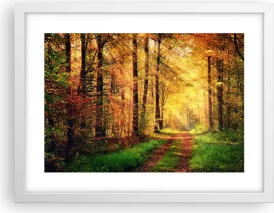 Produktbild von Gerahmtes Poster - Weißer Rahmen - Wald Baum Natur - 40x30 cm - Wand Bild - Wanddeko - Wandbilder - Kunstposter - Wandposter - Bilderrahmen - Bilder - Kunstdruck - Wandbild - P2WAA40x30-3718