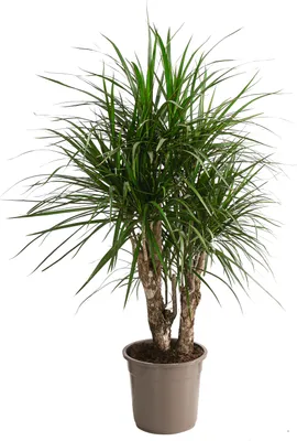 Produktbild von Dehner Drachenbaum, Dracaena marginata, verzweigte Triebe, 140-150 cm, Ø Topf 27 cm, Zimmerpflanze