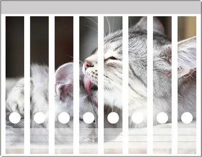 Produktbild von Wallario Ordnerrücken Sticker, selbstklebend für schmale Ordner, 8 Stück, Motiv Süße kleine getigerte Katzenbabys