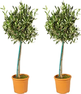 Two potted olive trees are shown against a white background.