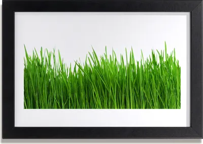 Produktbild von Bild 30x20 MDF-Rahmen Wandkunst Gras Natur Pflanze