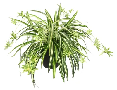 Produktbild von Künstliche Chlorophytum Hängepflanze Grünlilie Spinnenpflanze Seidenpflanze